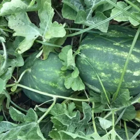 thumbnail for publication: Use of Controlled-Release Nitrogen in Watermelon Production in the Suwannee Valley